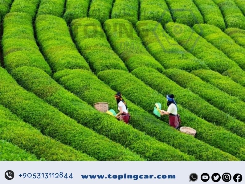 برنامج سياحي في ريزا