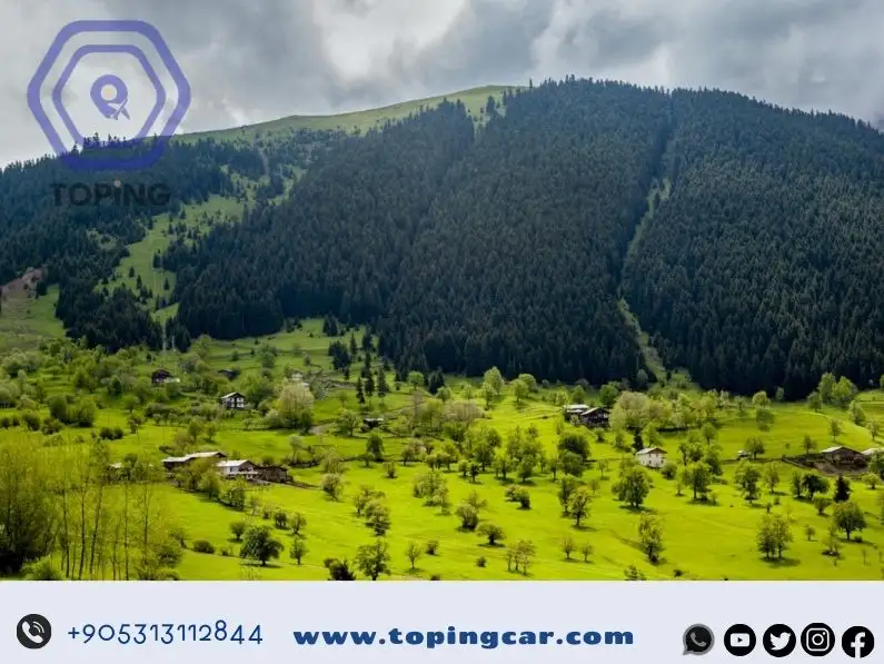 مزارع الشاي
